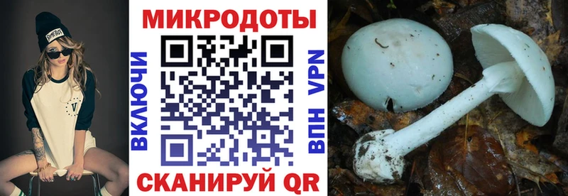 Псилоцибиновые грибы Psilocybe Новоалтайск